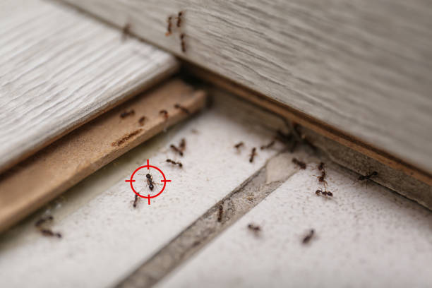 Best Pest Removal Services  in San Antonio, TX