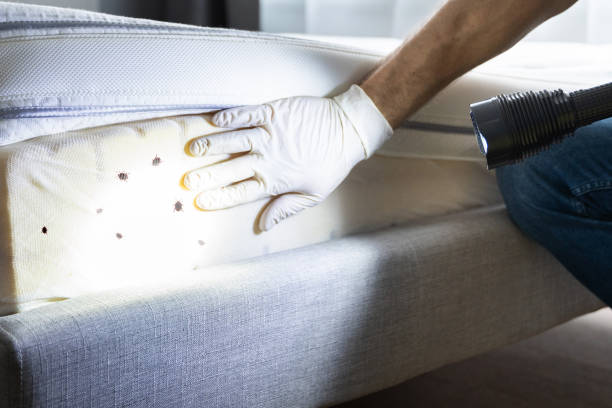 Best Best Pest Control Companies  in San Antonio, TX
