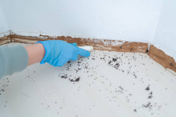 Best Wasp Removal Services  in San Antonio, TX